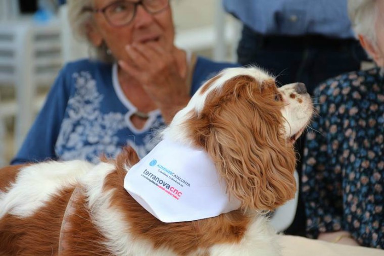 TerranovaCNC se va de marcha por el Alzheimer